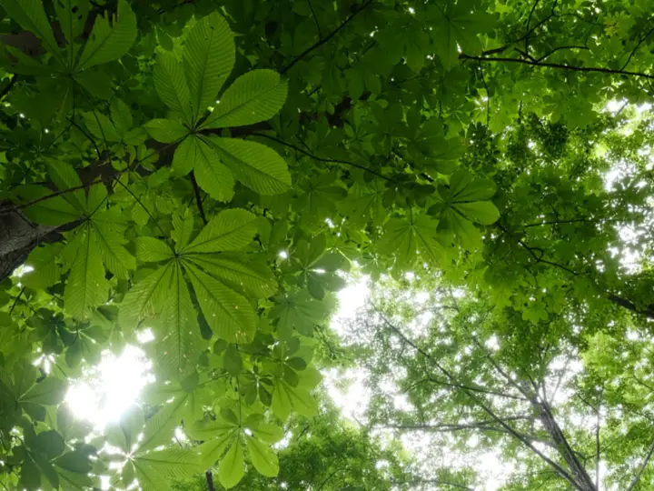 木漏れ日が差す緑の森